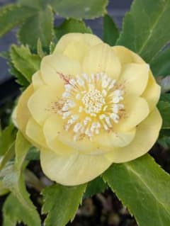 広瀬園芸 クリスマスローズ グリーンゴールドスポットdd 小輪極美株