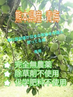 専用ページです。 熊本県産 青梅 10キロ(箱込み)のサムネイル