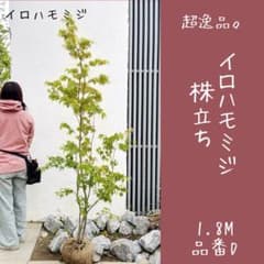 超逸品。イロハモミジ株立ち1.8M(鉢底から)品番D - メルカリ