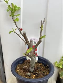 ボケ 【黒潮】赤 庭木 鉢植え 盆栽 花木 花苗 鉢のまま発送 木瓜のサムネイル