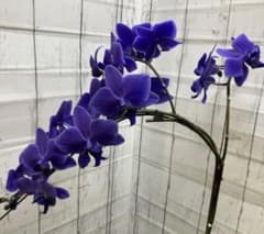 ②正規品 希少品種 胡蝶蘭 コチョウラン ファレノプシス ブルージーン