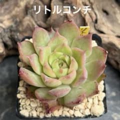 ❣️ザラゴーサエンジェル❣️現品 エケベリア 寄せ植え 多肉弁当 多肉