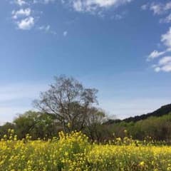 ねぶたん様専用のサムネイル