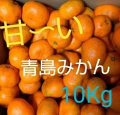 ★無農薬★青島みかん 約10Kg★超訳あり★ 甘いです!のサムネイル
