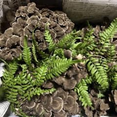 原木舞茸　岩手県産　2キロのサムネイル