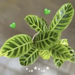 カラテア ゼブリナ✨️鉢ごと発送（メルカリ便）・.。*・.。*のサムネイル