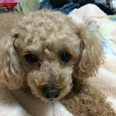 るき様専用ページのサムネイル
