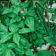 新鮮野菜 バジル 摘みたて 香り豊かのサムネイル