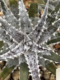 DBディッキア Dyckia Bill Baker hyb #106 ⑶ 群生 DBディッキア Dyckia Bill Baker hyb #106 ⑵ - メルカリ