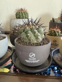黑王丸Copiapoa cinerea強棘 実生の発根済み