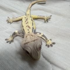 いきもの大図鑑アドバンス トカゲのサムネイル