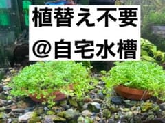 ③テラコッタ素焼き皿にキューバパールグラスを活着　水槽にそのまま置くだけ～　1個のサムネイル
