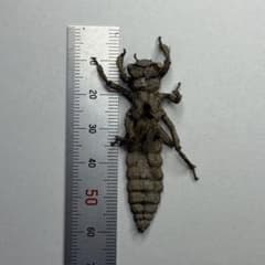 昆虫標本 巨大ヤゴ 抜け殻　ニュージーランドのムカシヤンマのサムネイル