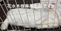 花水木様専用、リピーター様割引きしています！小動物のおやつのサムネイル