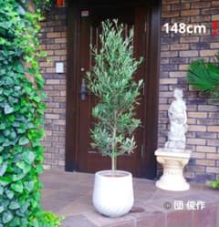 オリーブの木 シプレッシーノ 160cm❗ 整った樹形 綺麗な葉色 大型8号 オリーブの木 シプレッシーノ 148cm❗ 8号鉢 本来の綺麗な葉色 整った