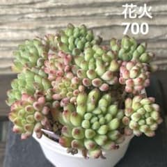 ❣️花火❣️現品 エケベリア 寄せ植え 多肉弁当 多肉植物 - メルカリ