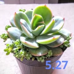多肉植物☆モーニングデューのサムネイル