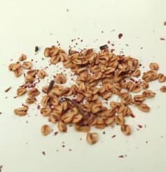 Thumbnail of メタセコイア（曙杉）の木の種