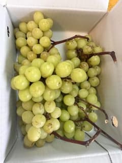 【加工用】シャインマスカット 約1.5kg（ジャム・ジュースなどに）甘い美味しいのサムネイル