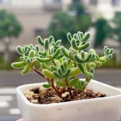 ドロサンテマム 氷晶 鉢ごと 多肉植物 5cm鉢 - メルカリ