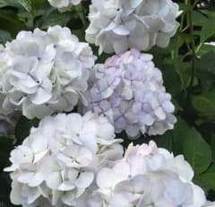 紫陽花 挿し木 3本 送料無料！のサムネイル