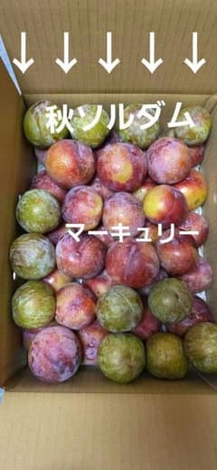 山形県産訳あり すもも プラム 詰め合わせ マーキュリー、秋ソルダムのサムネイル