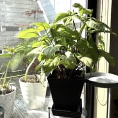 シンゴニウム ホワイトバタフライ 鉢植え 美樹形のサムネイル