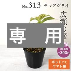 ポットごとヤマト便313】ヤマアジサイ 幼苗 広瀬の華 - メルカリ