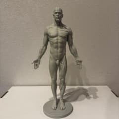 3dtotal Anatomy half-écorché figure 男性 - メルカリ