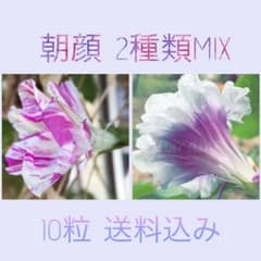 訳あり ☆ 朝顔 2種類 MIX ☆ 種10粒+αのサムネイル
