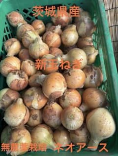 ちーちゃん　茨城県産　新鮮野菜 中晩生種 玉ねぎ ネオアース 訳あり20㎏ ちーちゃん様専用 茨城県産 新鮮野菜 中晩生種 玉ねぎ ネオアース 訳