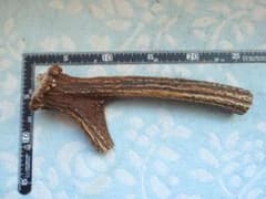 大型犬用 エゾ鹿角 24cmのサムネイル