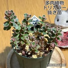 多肉植物 トリカラー 抜き苗 根付き レトロ食堂 - メルカリ