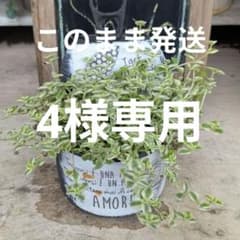 4様 リクエスト 2点 まとめ商品のサムネイル