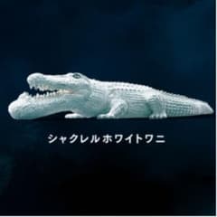 シャクレルホワイト ワニのサムネイル