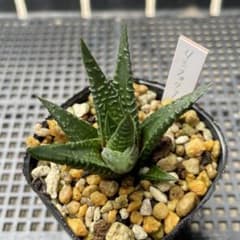多肉植物 ハオルチア リミフォリア 抜き苗のサムネイル
