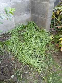 オキザリスフェグソニアエ開花終わり株 スーパーレアの品種 2株 鉢ごと