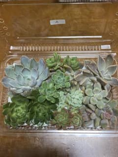 多肉弁当A 掲載1週間のサムネイル