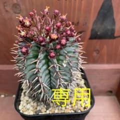 多肉植物　ユールォルビア　宇田ゼブラホリダのサムネイル