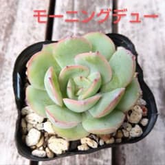 多肉植物　エケベリア　モーニングデューのサムネイル