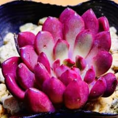 多肉植物 ⭐️ピンクルルビー⭐️韓国苗育成 抜き苗 d43 - メルカリ