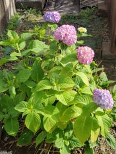 紫陽花健康的な成長 アジサイ ピンク パープル・８ 紫陽花健康的な成長 アジサイ ピンク パープル・8 - メルカリ