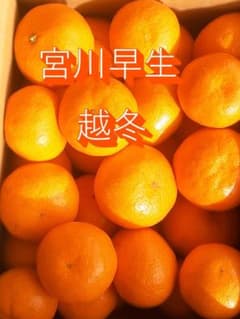 箱込2kg程度　温州蜜柑　宮川早生　愛知県産のサムネイル