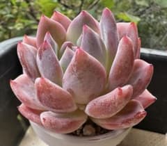 No.c518新入荷 オレンジゼリー エケベリア 多肉植物撮影11月23 - メルカリ