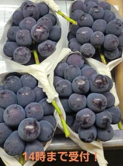 【朝採り:農家直送】9月18日収穫分 岡山県産ピオーネ2kg家庭用のサムネイル