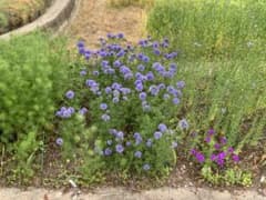 ギリアレプタンサの種　500種のサムネイル