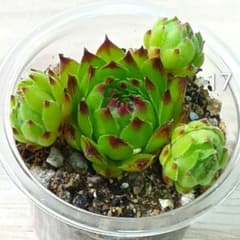 センペルビウム　ブラッククロウ　★安心の容器ごと発送のサムネイル