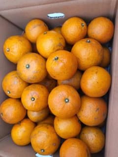 奄美大島産たんかん5kg農薬不使用傷ありサイズ混合