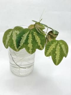 パッシフローラ トリファスキアータ／Passiflora Trifasciataのサムネイル