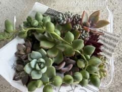 多肉植物 寄せ植えセット カット苗 抜き苗 葉挿し付エンジェルティアーズ斑入りのサムネイル